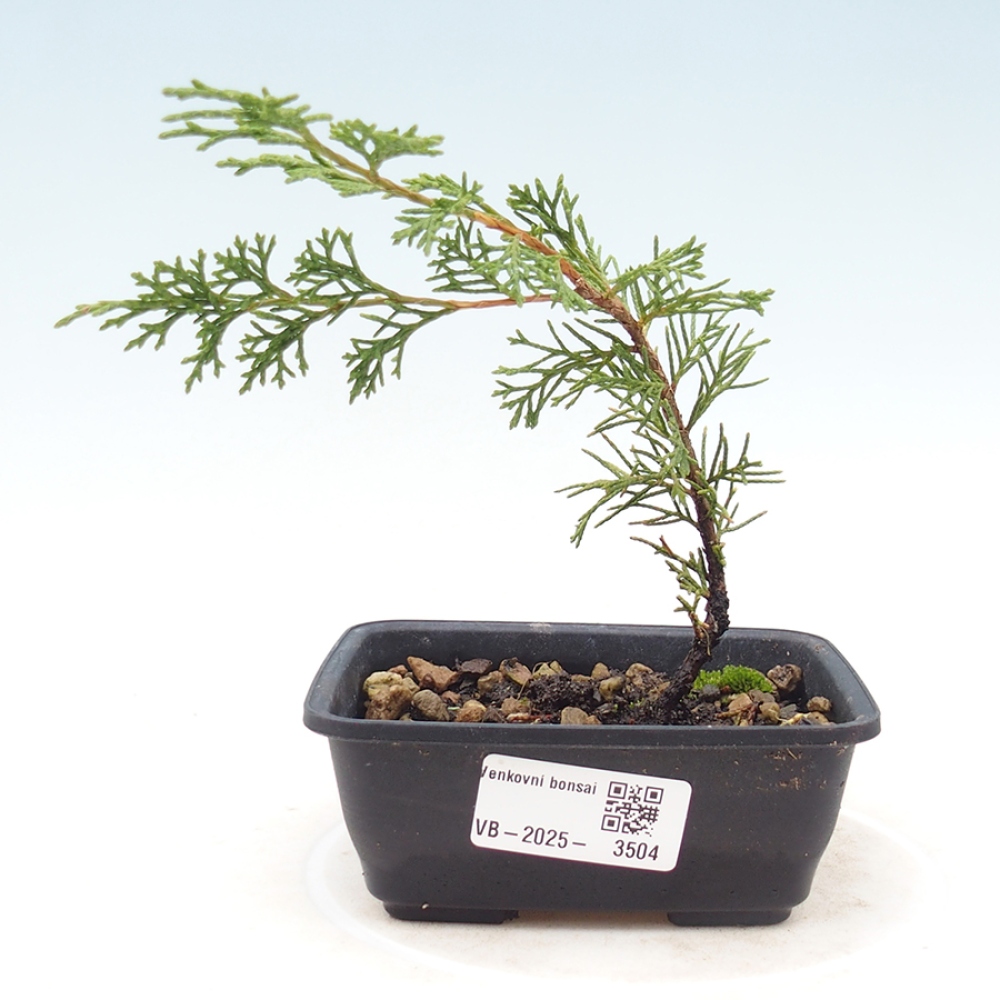 Bonsai voor buiten - Juniperus chinensis Itoigawa