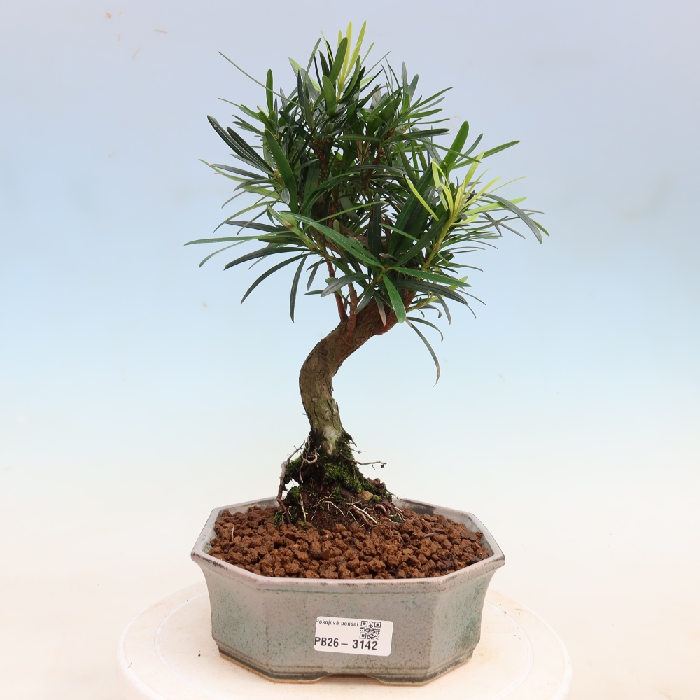 Kamerbonsai - Podocarpus - Taxus