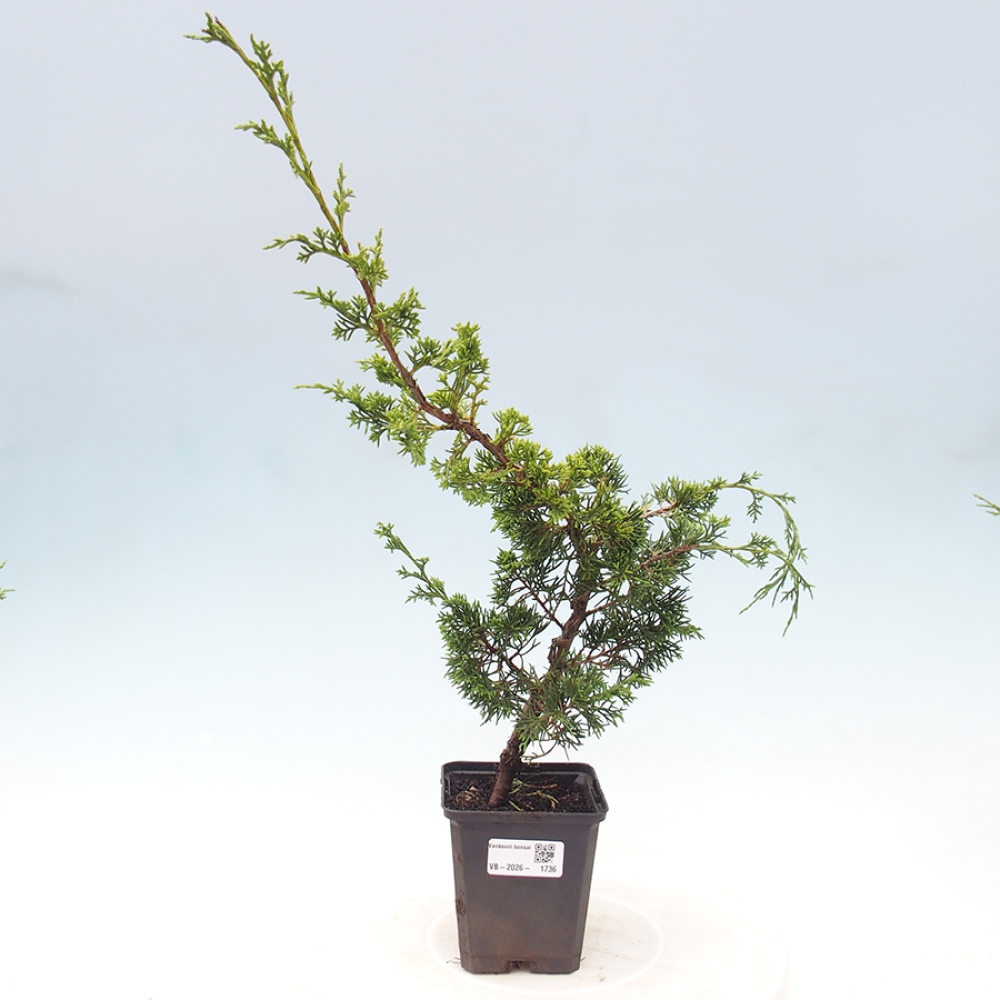 Bonsai voor buiten - Juniperus chinensis Itoigawa