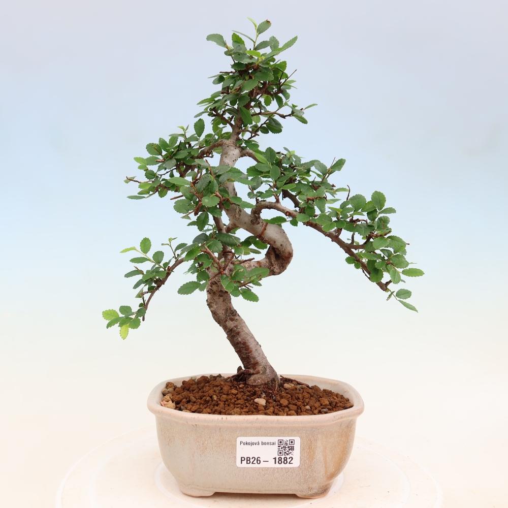 Kamerbonsai - Ulmus parvifolia - Winteriep