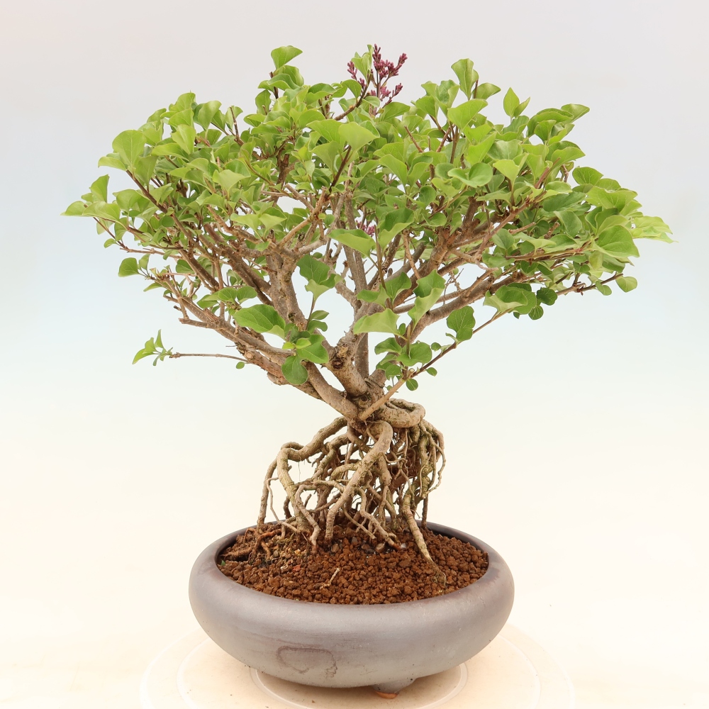 Bonsai voor buiten - Syringa microphylla - kleinbloemige sering