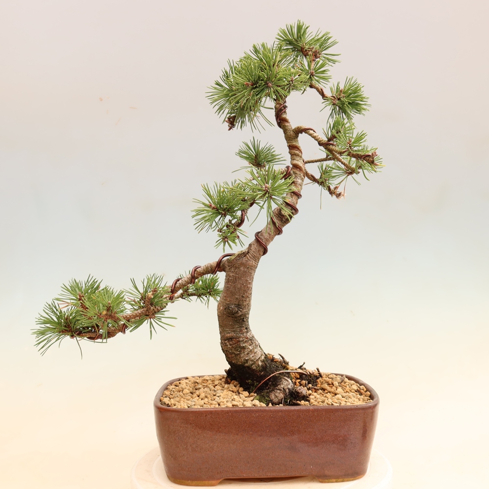 Bonsai voor buiten - Pinus mugo Humpy  - Bergden
