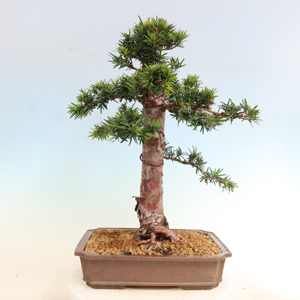 Bonsai voor buiten - Taxus cuspidata - Japanse Taxus