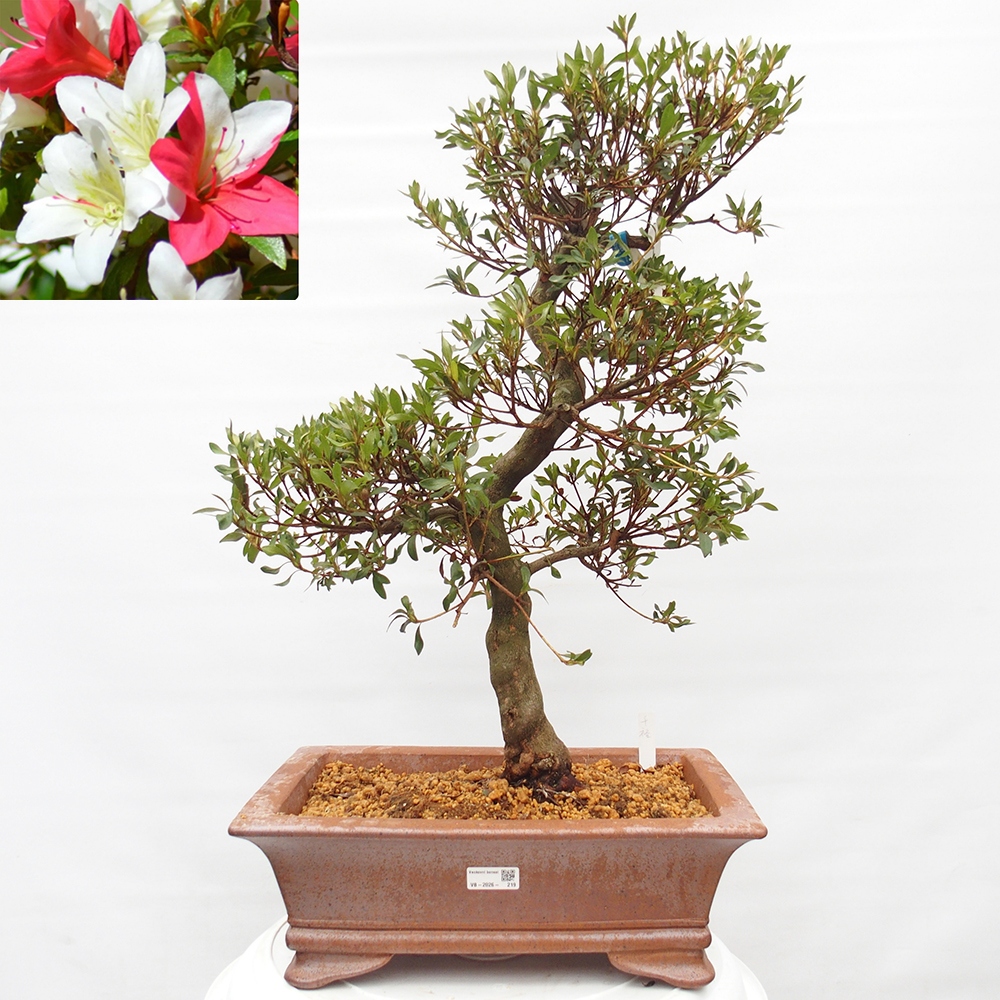 Bonsai voor buiten - Japanse azalea - Azalea CHIHIRO