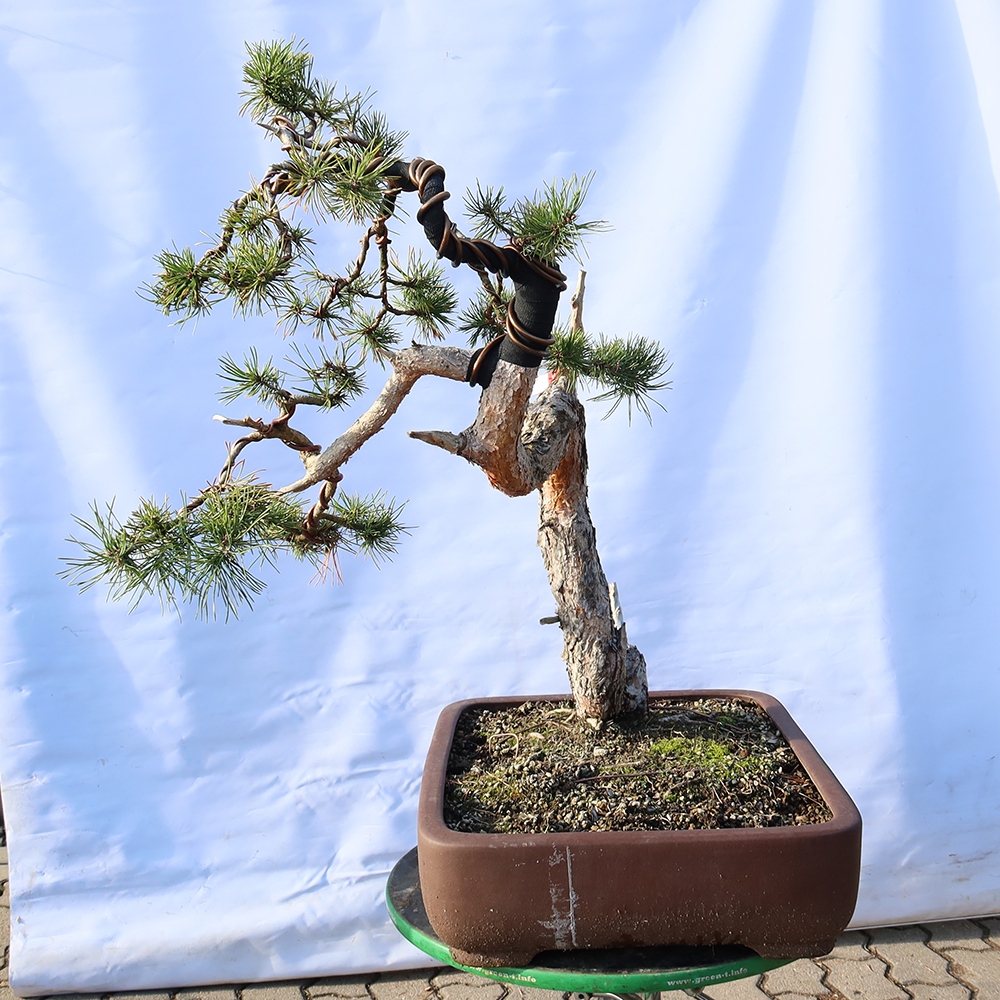 Pinus sylvestris Spanje - grove den