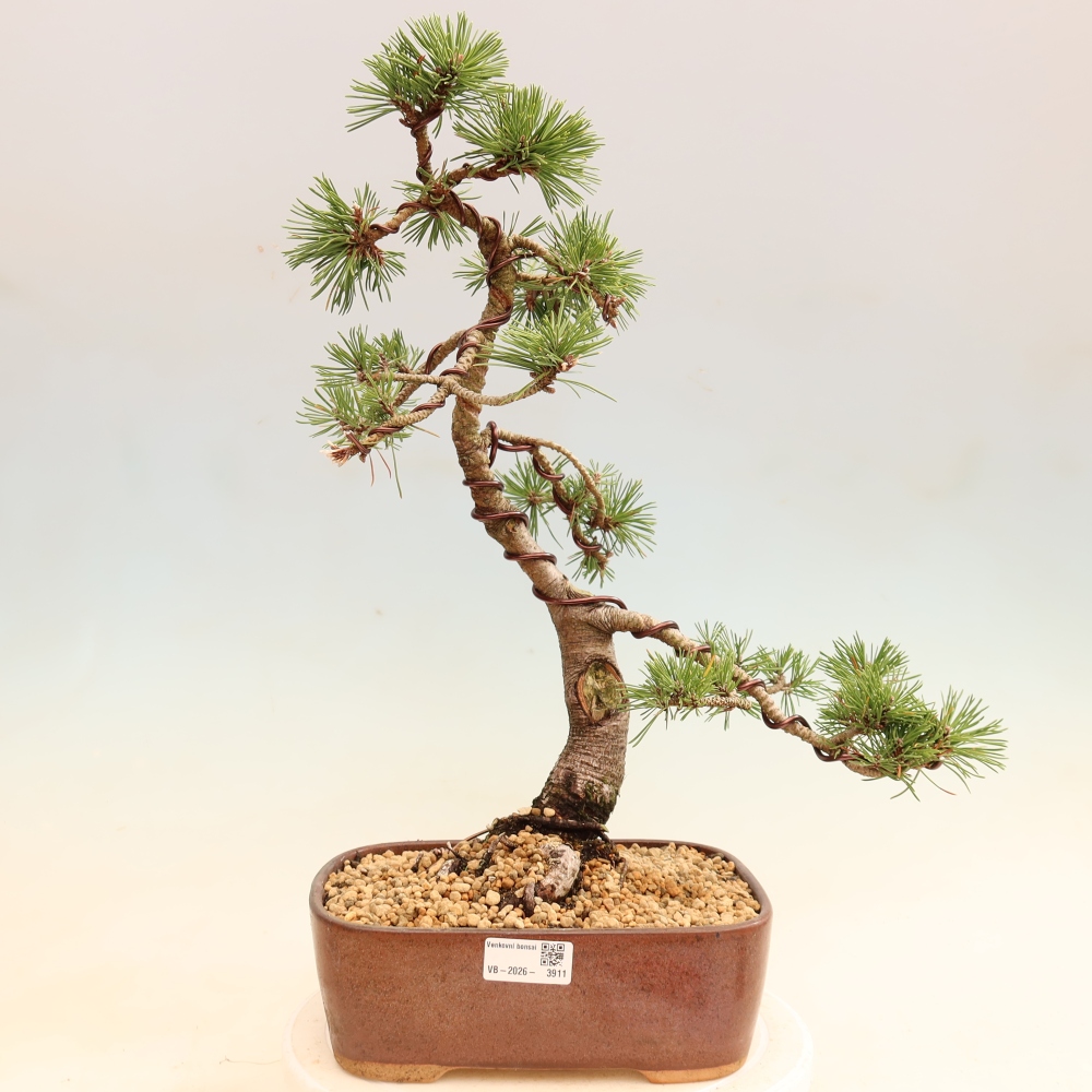 Bonsai voor buiten - Pinus mugo Humpy  - Bergden