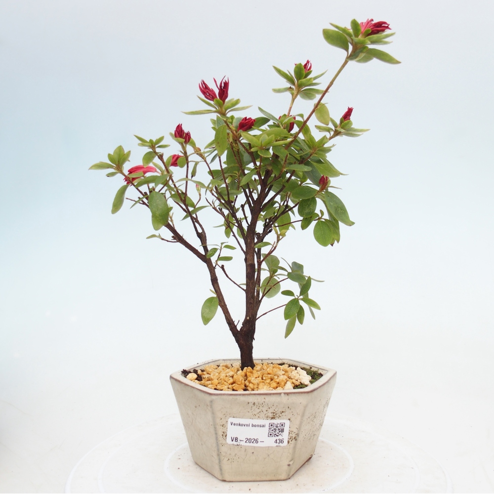 Bonsai voor buiten - Japanse azalea - Azalea sp.