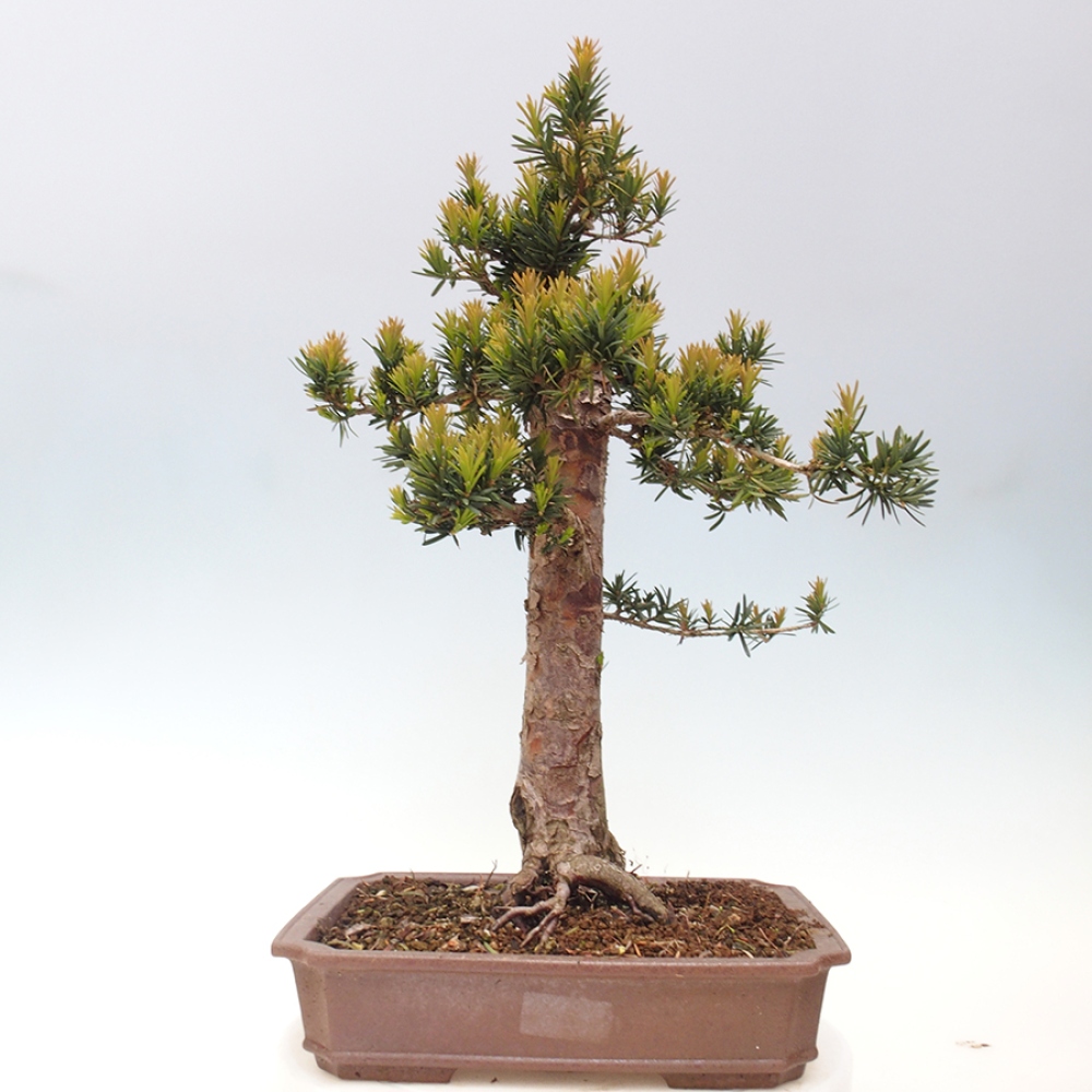 Bonsai voor buiten - Taxus cuspidata - Japanse Taxus