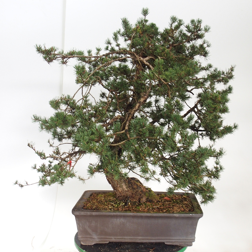 Yamadori - Pinus sylvestris Spanje