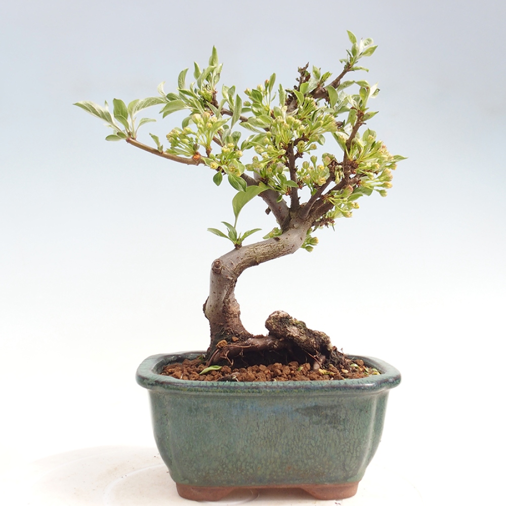 Bonsai voor buiten - Malus sargentii - Appelboom met kleine vruchten