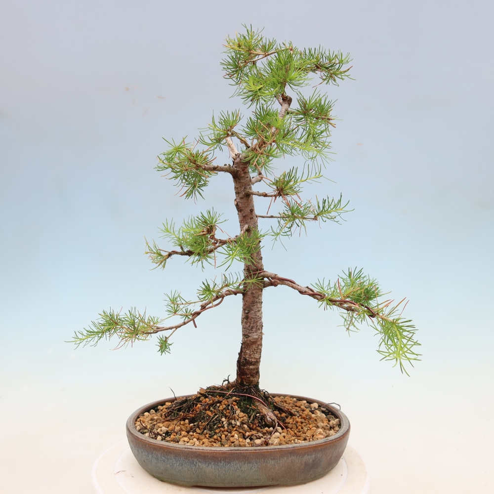 Bonsai voor buiten -Larix decidua - Lariks