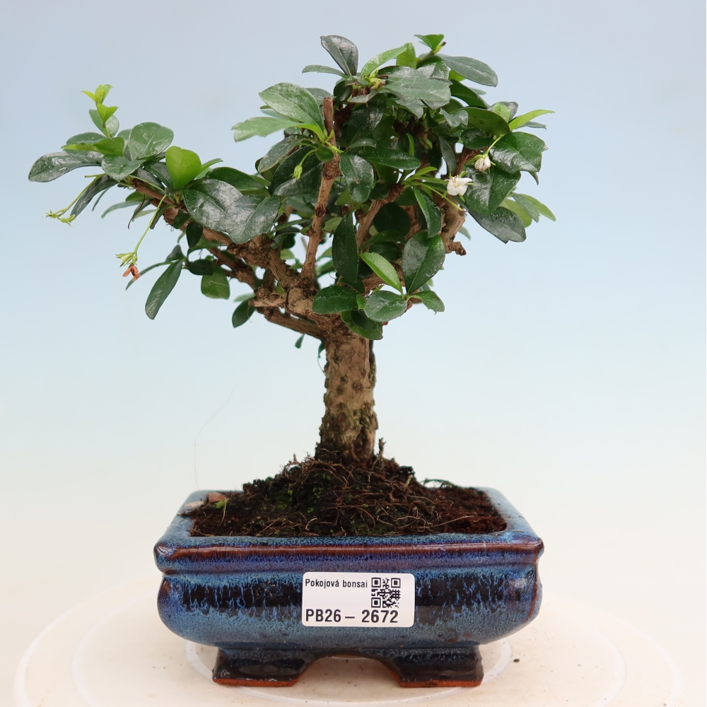 Kamerbonsai - Carmona macrophylla - Thee fuki