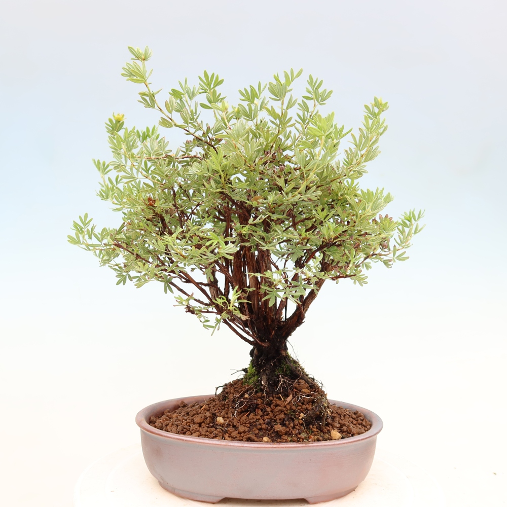 Bonsai voor buiten - Potentila fruticosa