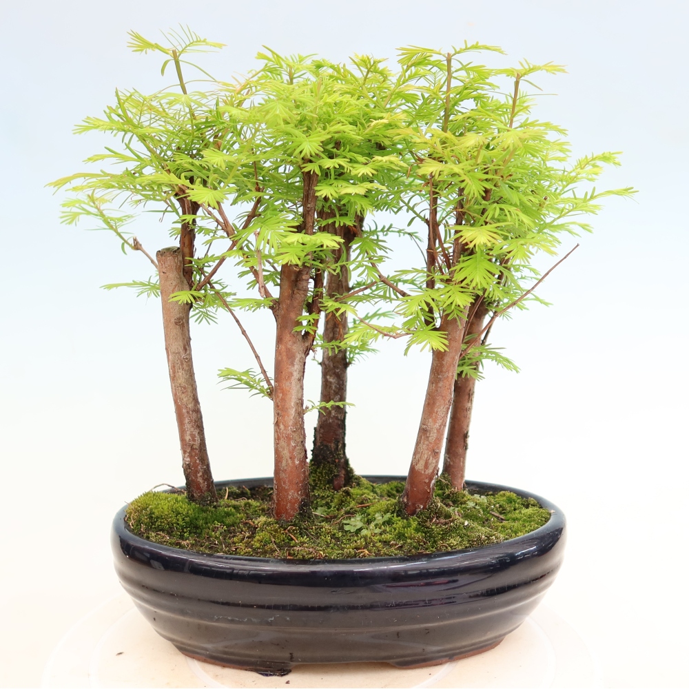 Buitenbonsai - Metasequoia glyptostroboides - Chinese metasequoia - bosje