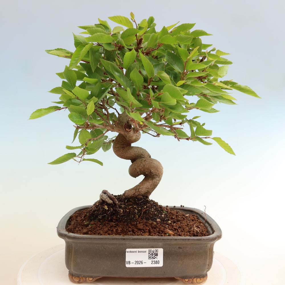 Bonsai voor buiten -Carpinus Coreana - Koreaanse haagbeuk