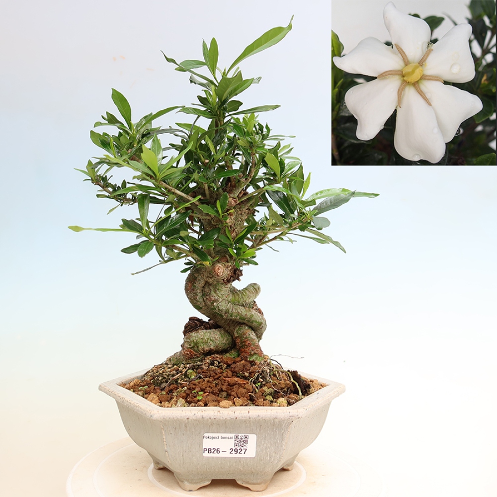 Kamerbonsai - Gardenia jasminoides-Gardenia