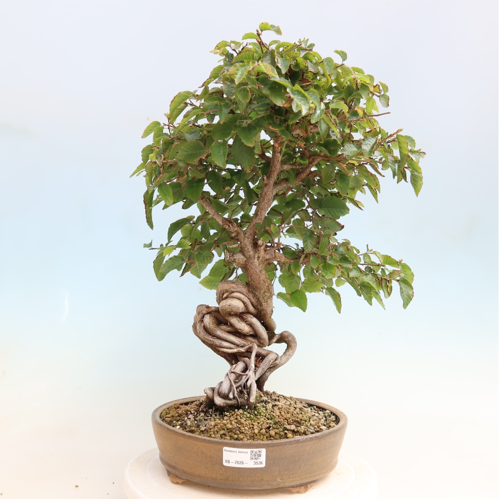 Bonsai voor buiten -Carpinus CARPINOIDES - Koreaanse haagbeuk