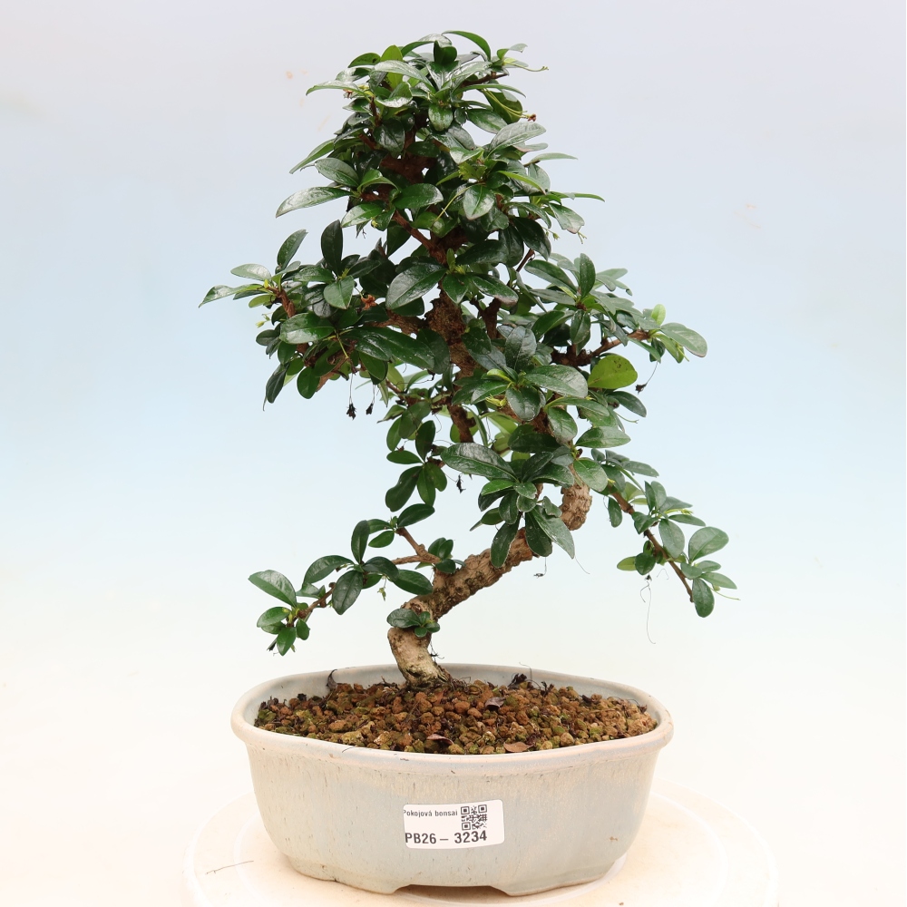 Kamerbonsai - Carmona macrophylla - Thee fuki