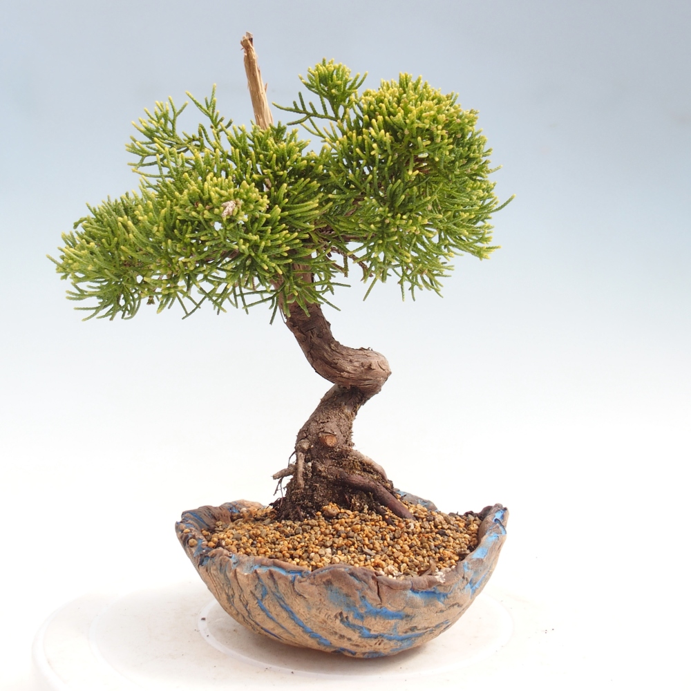 Bonsai voor buiten - Juniperus chinensis Kishu
