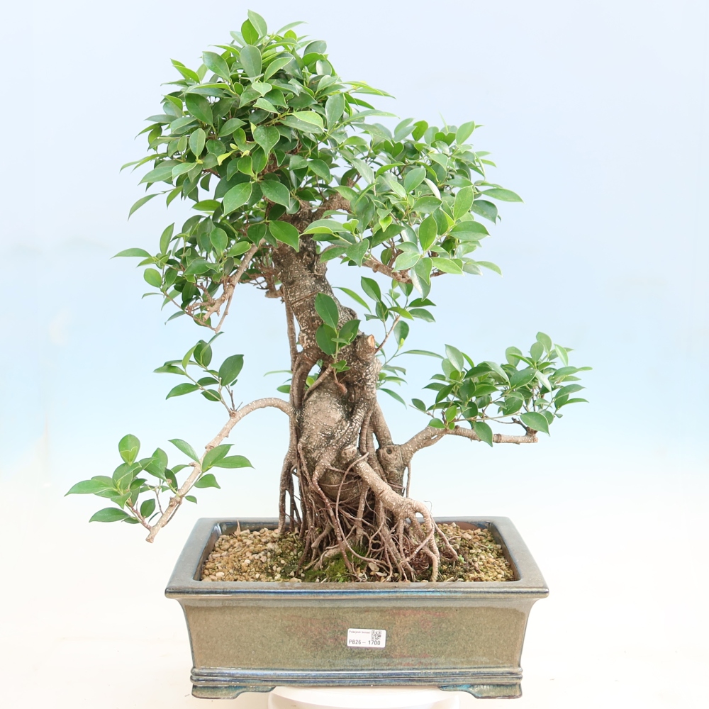 Kamerbonsai - Ficus kimmen - kleinbladige ficus