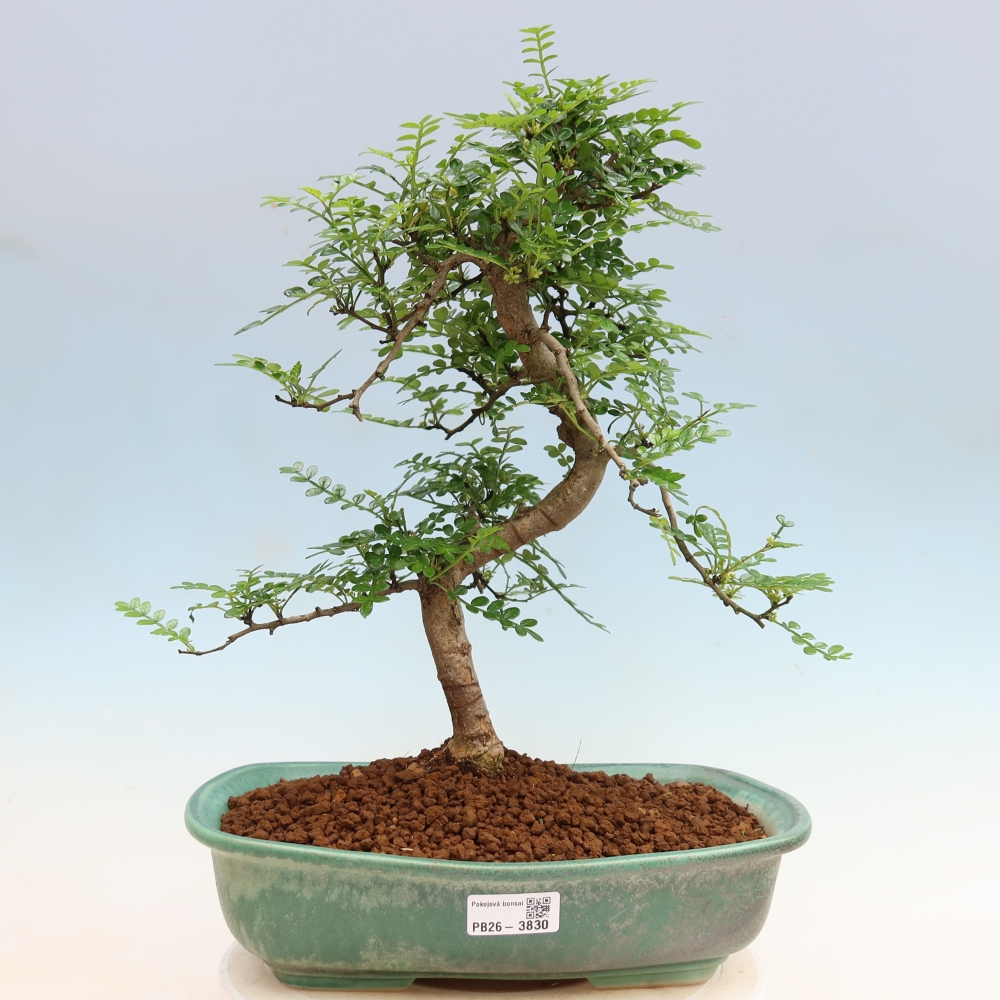 Kamerbonsai - Zantoxylum piperitum - peperboom
