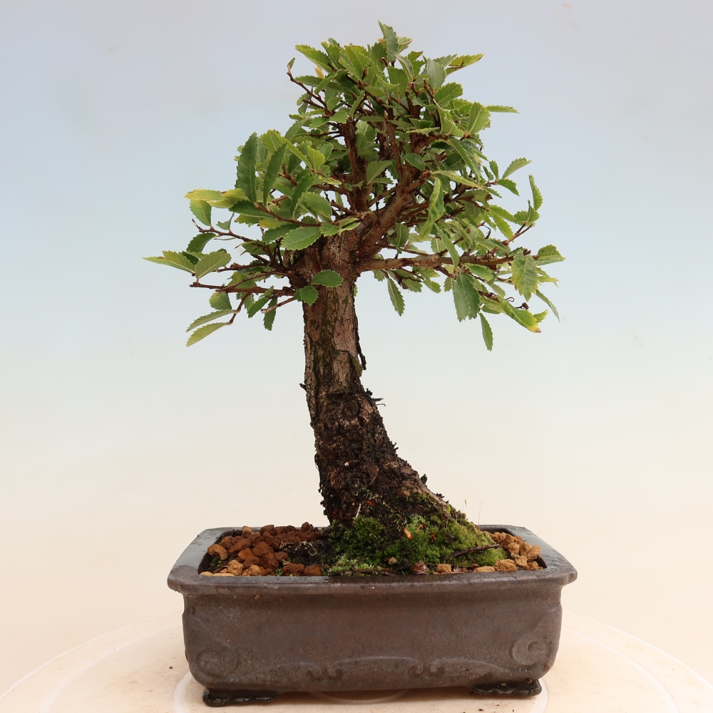 Bonsai voor buiten - Zelkova - Zelkova NIRE