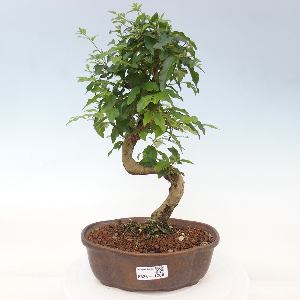 Kamerbonsai -Ligustrum chinensis - Vogelsnavel