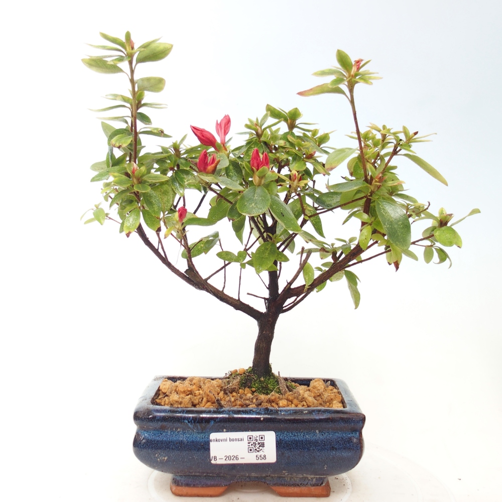 Bonsai voor buiten - Japanse azalea - Azalea sp.