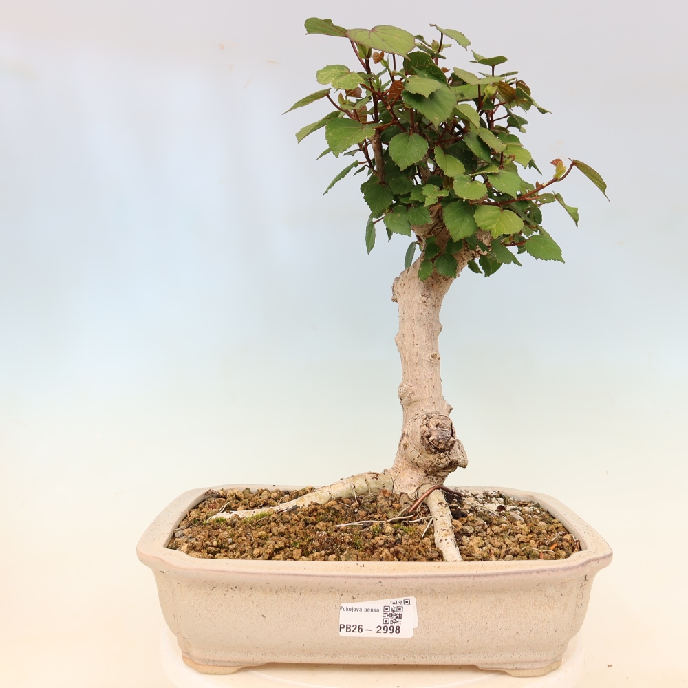 Bonsai voor binnen - Hibiscus tiliaceus - Zee Hibiscus