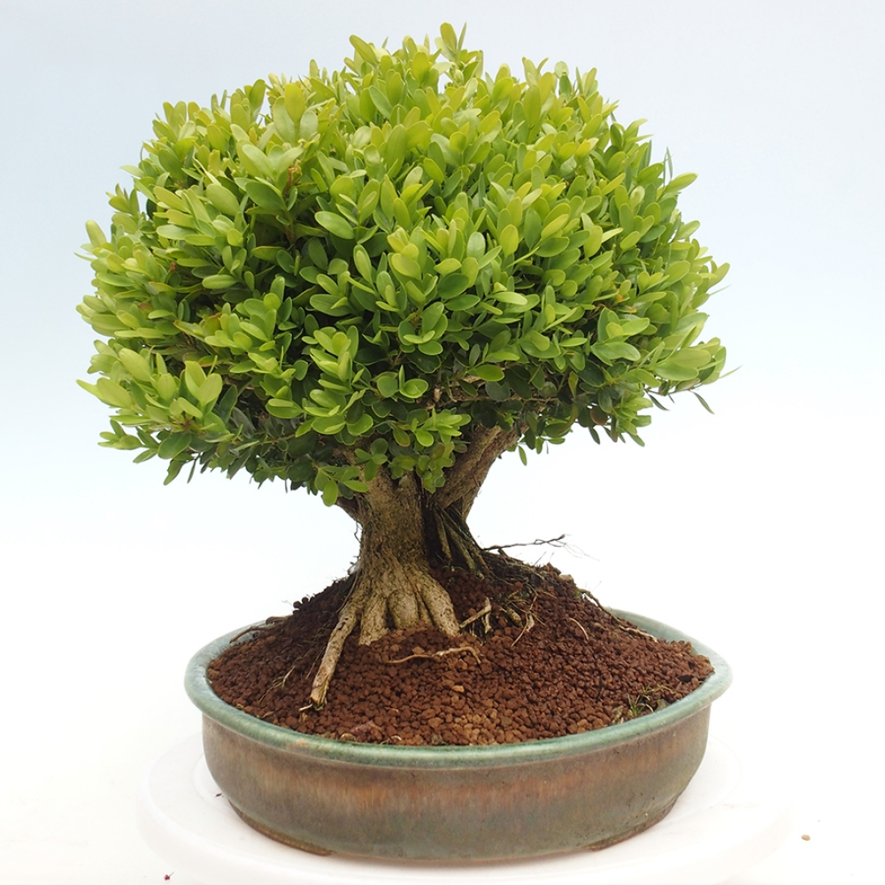 Bonsai voor buiten - Buxus sempervirens - buxus