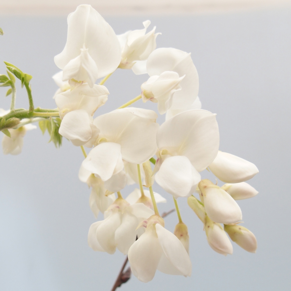 Bonsai voor buiten - Vistaria - Wisteria