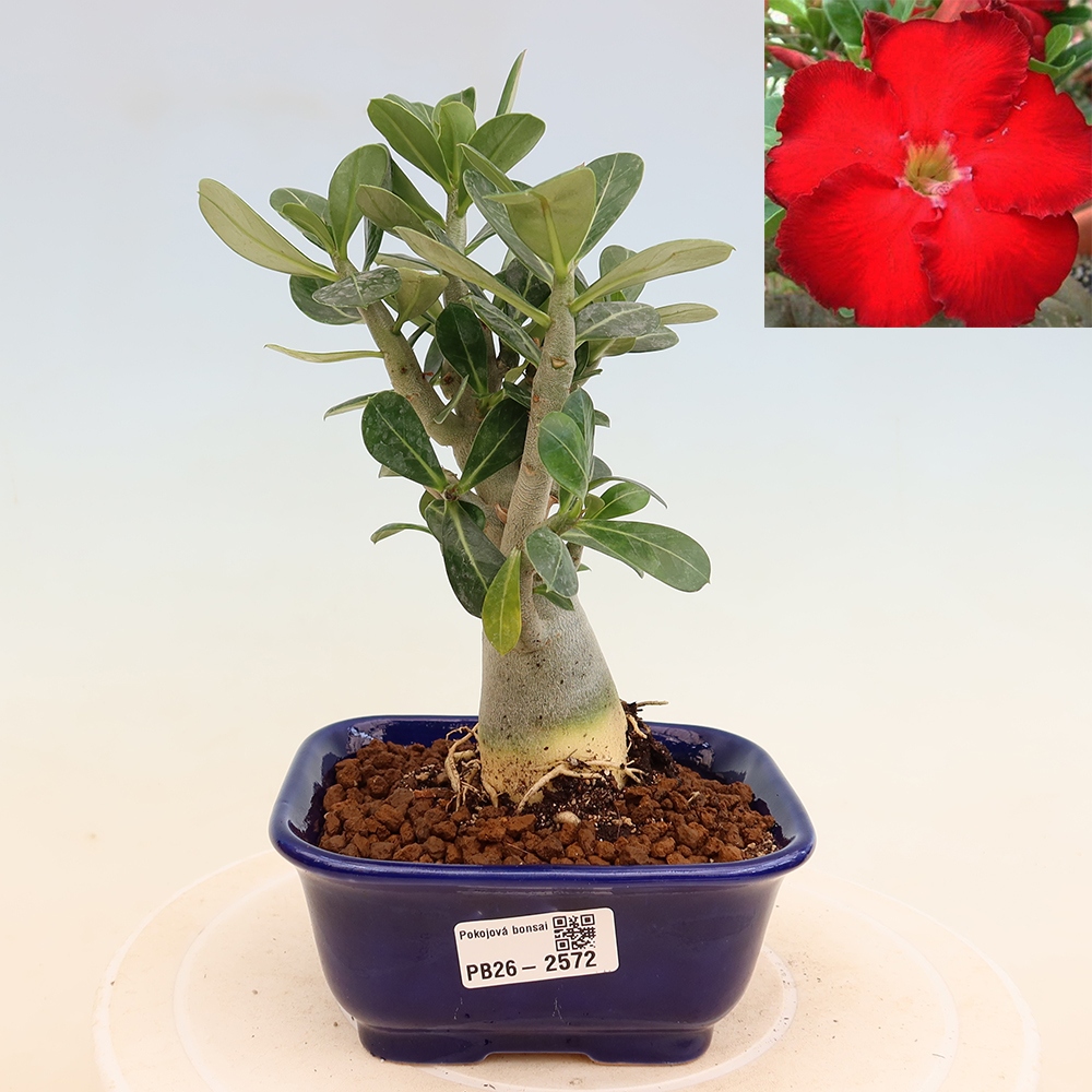 Kamerbonsai - Adenium obesum Red Star - Woestijnroos