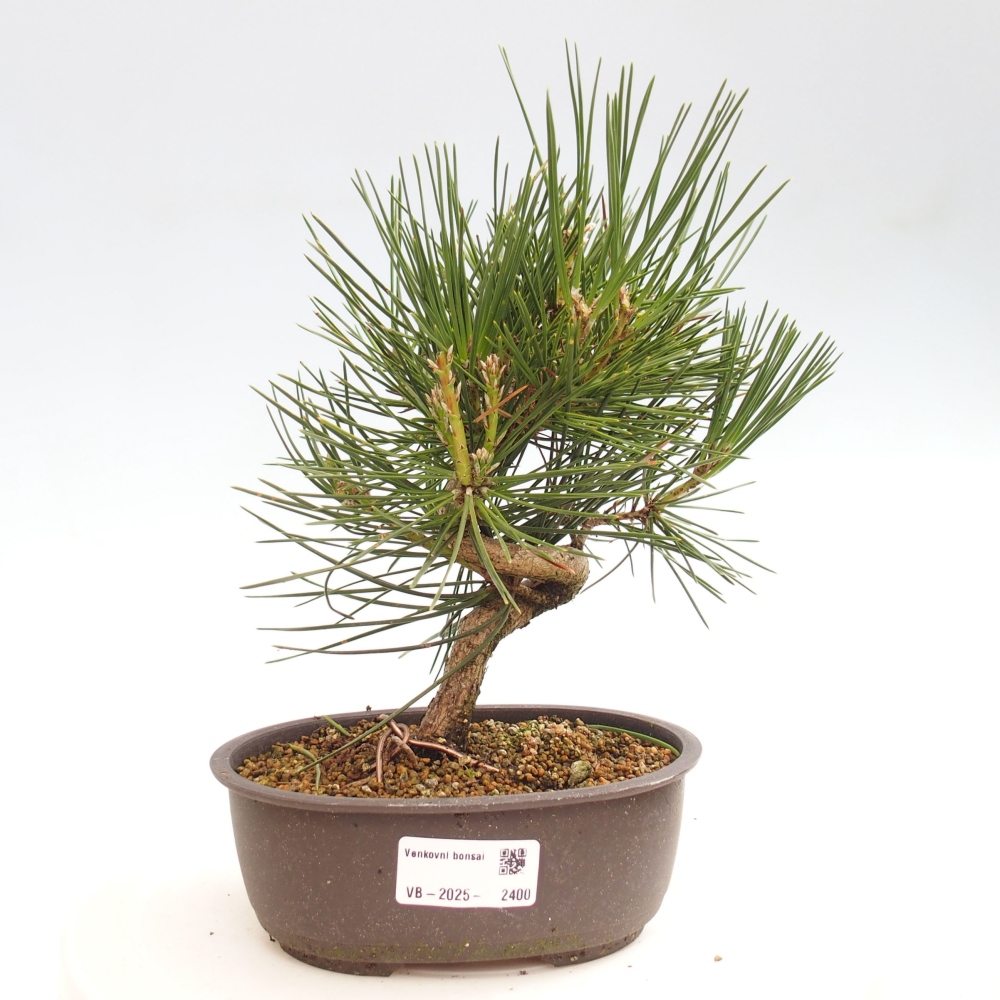 Bonsai voor buiten - Pinus thunbergii - Thunberg den