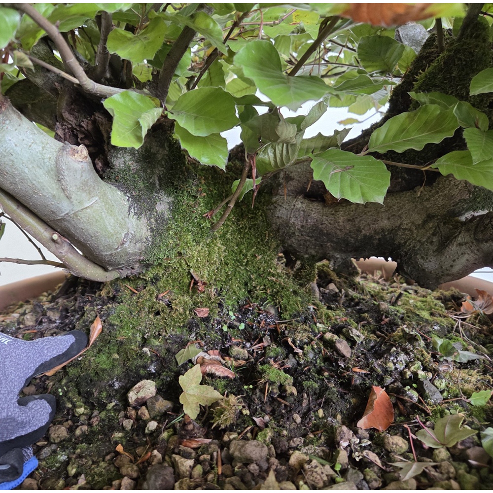 Bonsai-Fagus sylvatica voor buiten