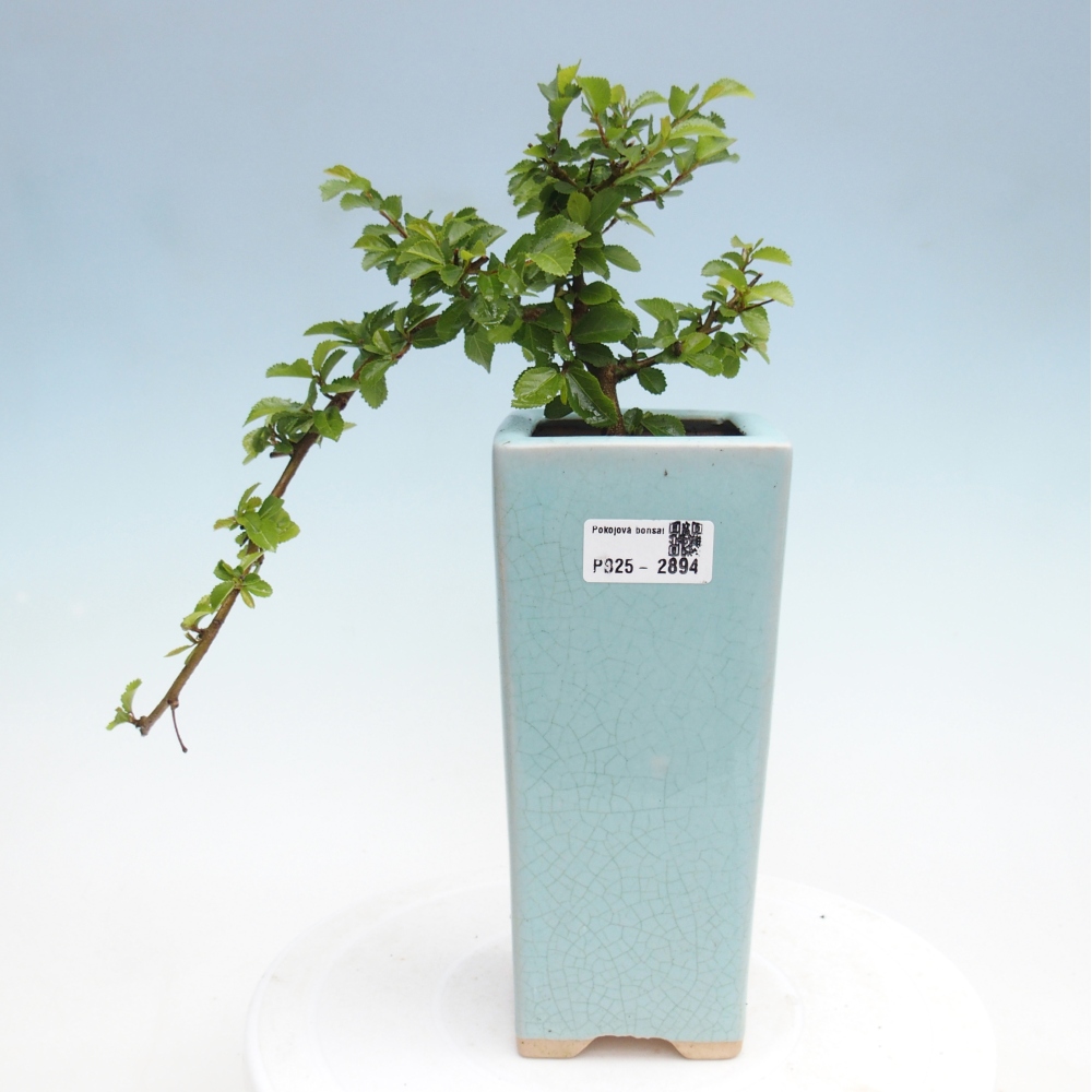 Bonsai - Grewia occidentalis - Lavendel zeester