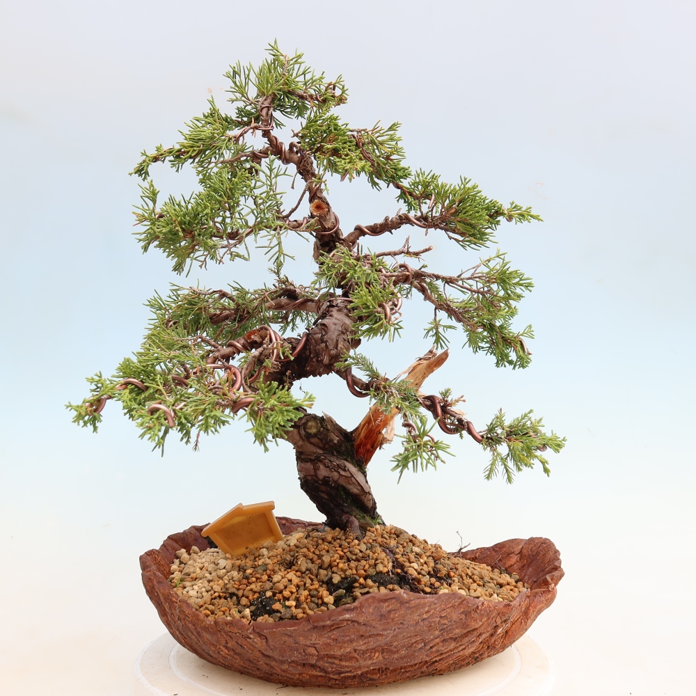 Bonsai voor buiten - Juniperus chinensis Itoigawa-Juniperus chinensis