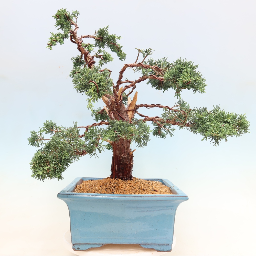 Bonsai voor buiten - Juniperus chinensis Kishu