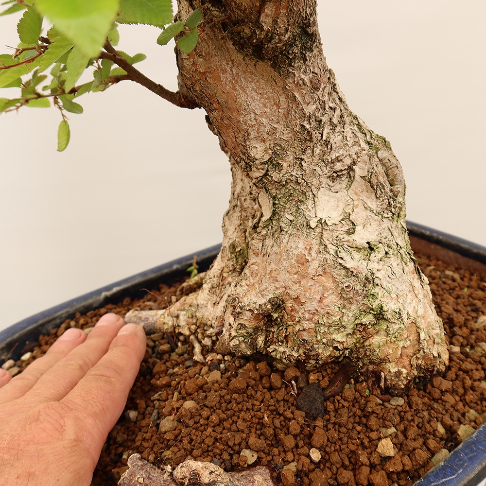 Bonsai voor buiten -Carpinus Coreana - Koreaanse haagbeuk