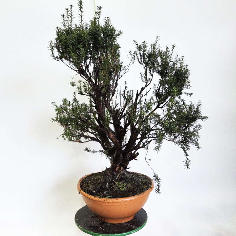 Bonsai Rode Taxus voor buiten - Taxus bacata