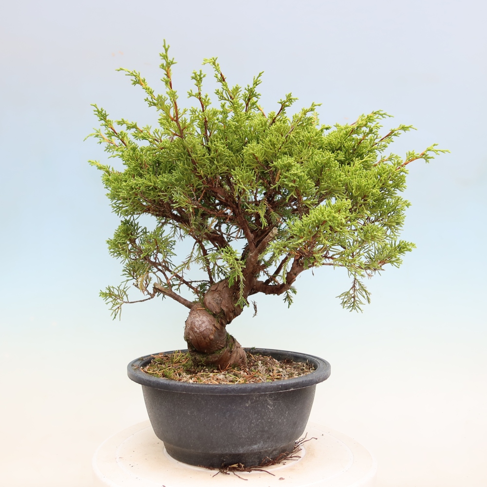Bonsai voor buiten - Juniperus chinensis Itoigawa-Juniperus chinensis