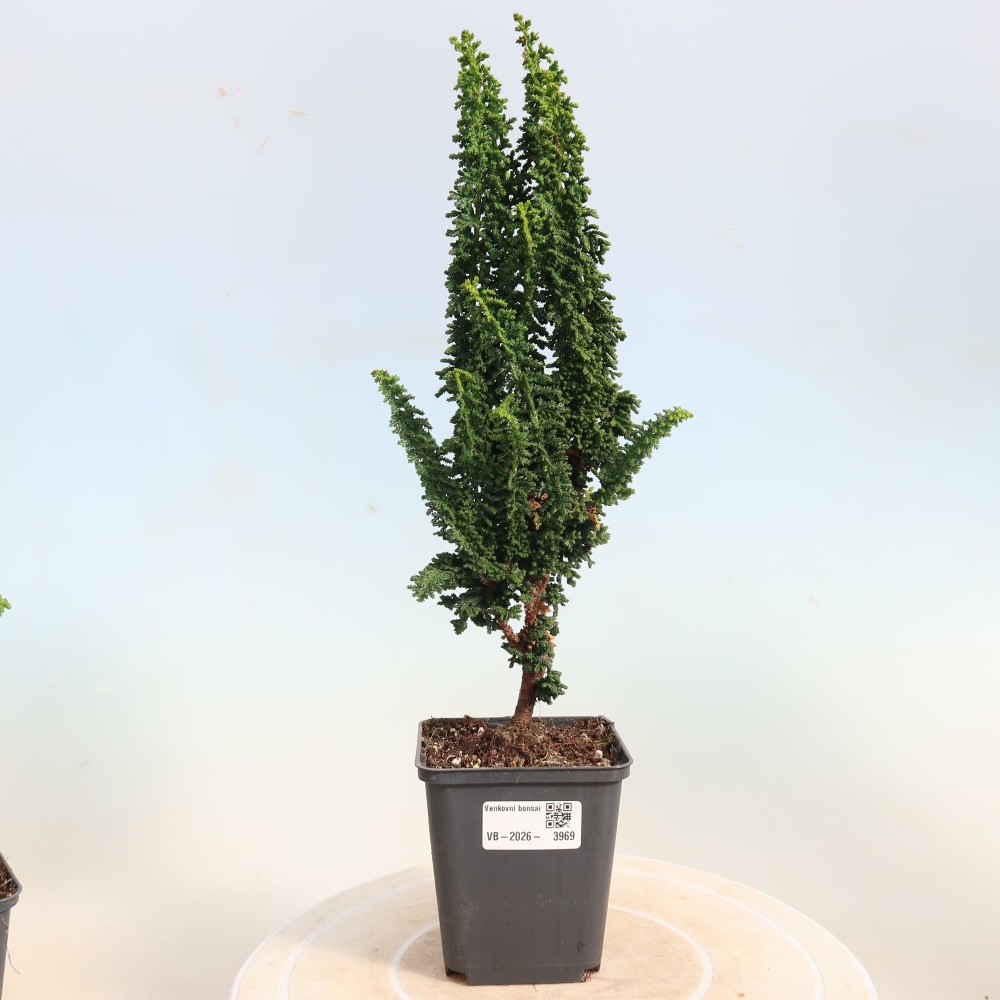 Bonsai voor buiten - Cham. obtusa SEKKA HINOKI - Cipres