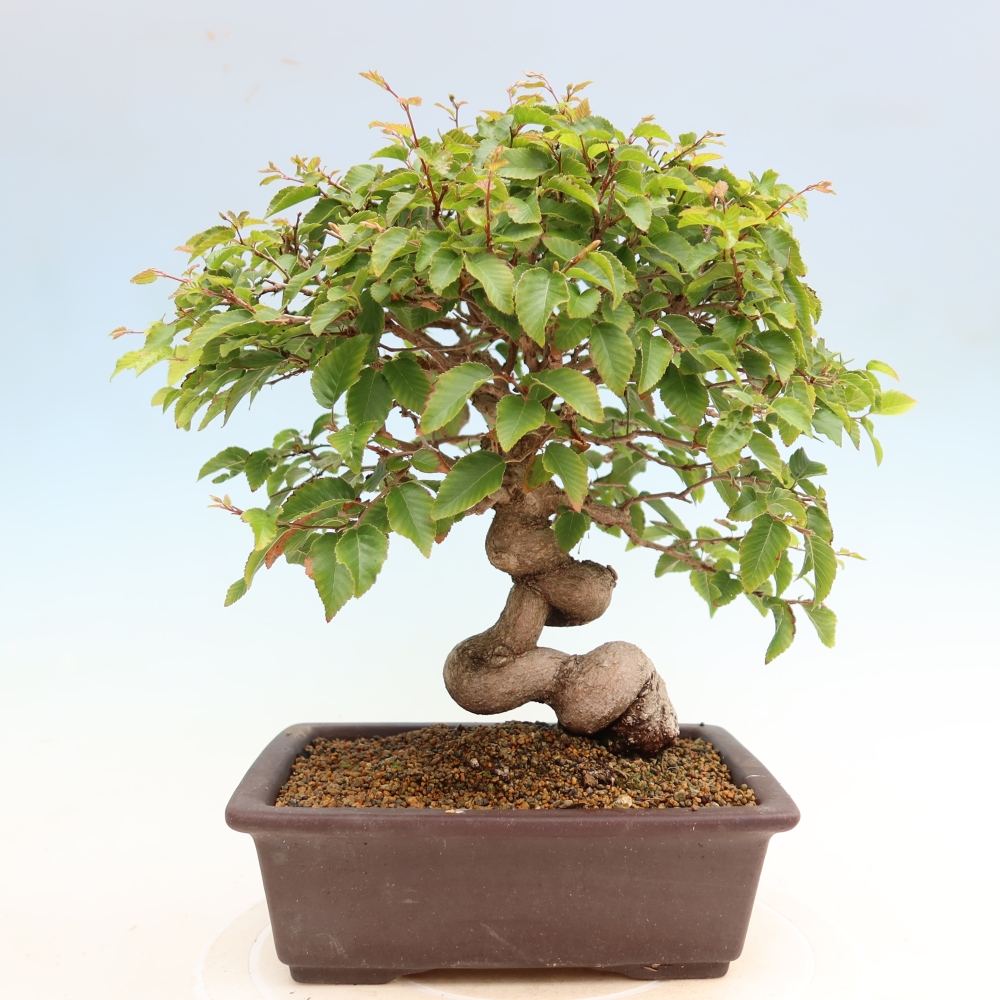 Bonsai voor buiten -Carpinus Coreana - Koreaanse haagbeuk