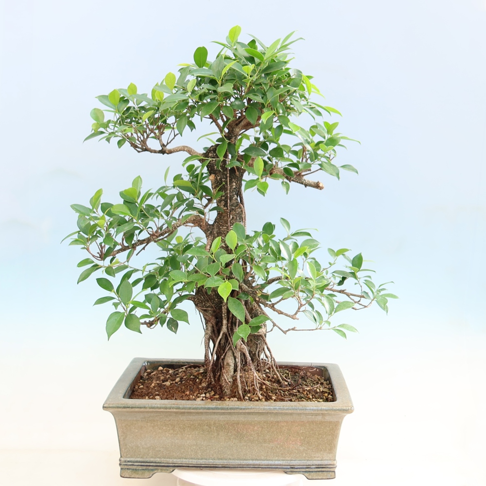 Kamerbonsai - Ficus kimmen - kleinbladige ficus