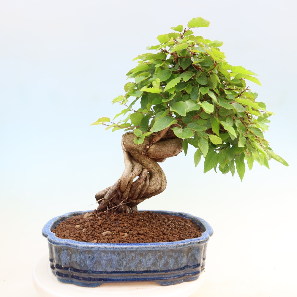 Bonsai voor buiten -Carpinus Coreana - Koreaanse haagbeuk