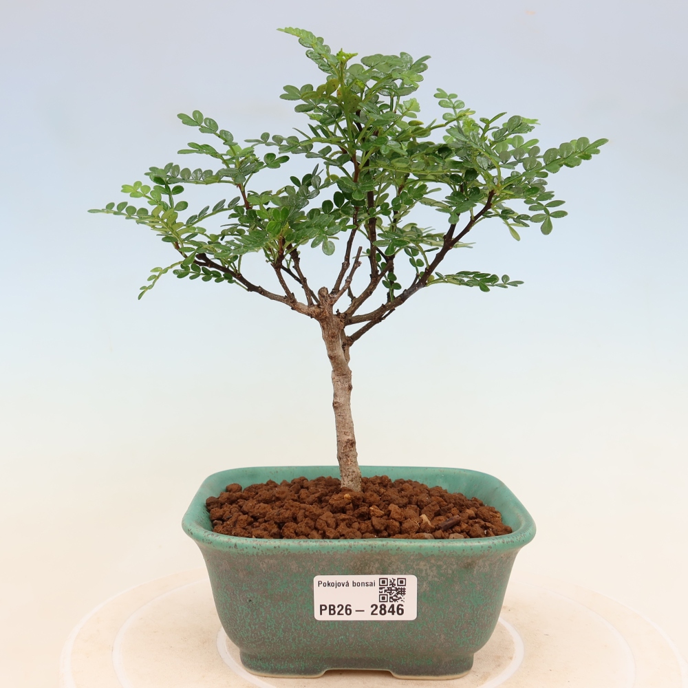 Kamerbonsai - Zantoxylum piperitum - peperboom