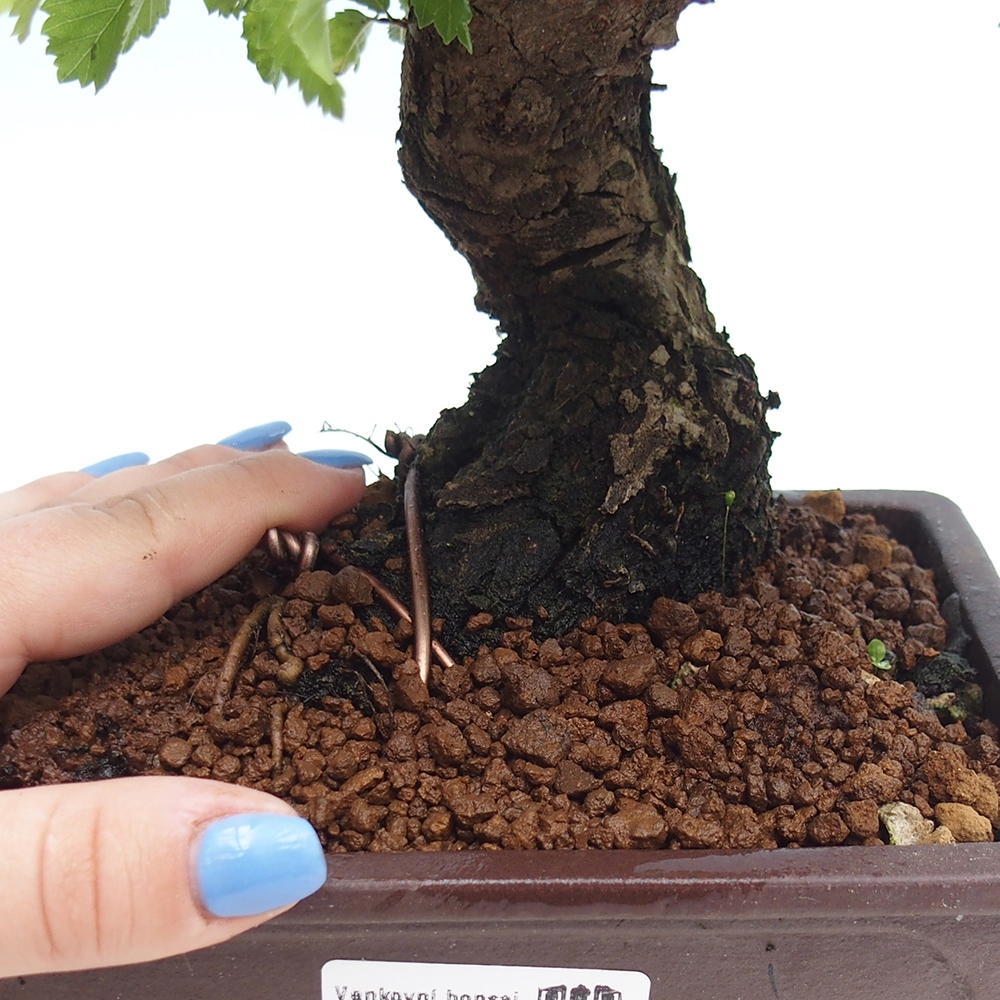 Bonsai voor buiten - Zelkova - Zelkova NIRE