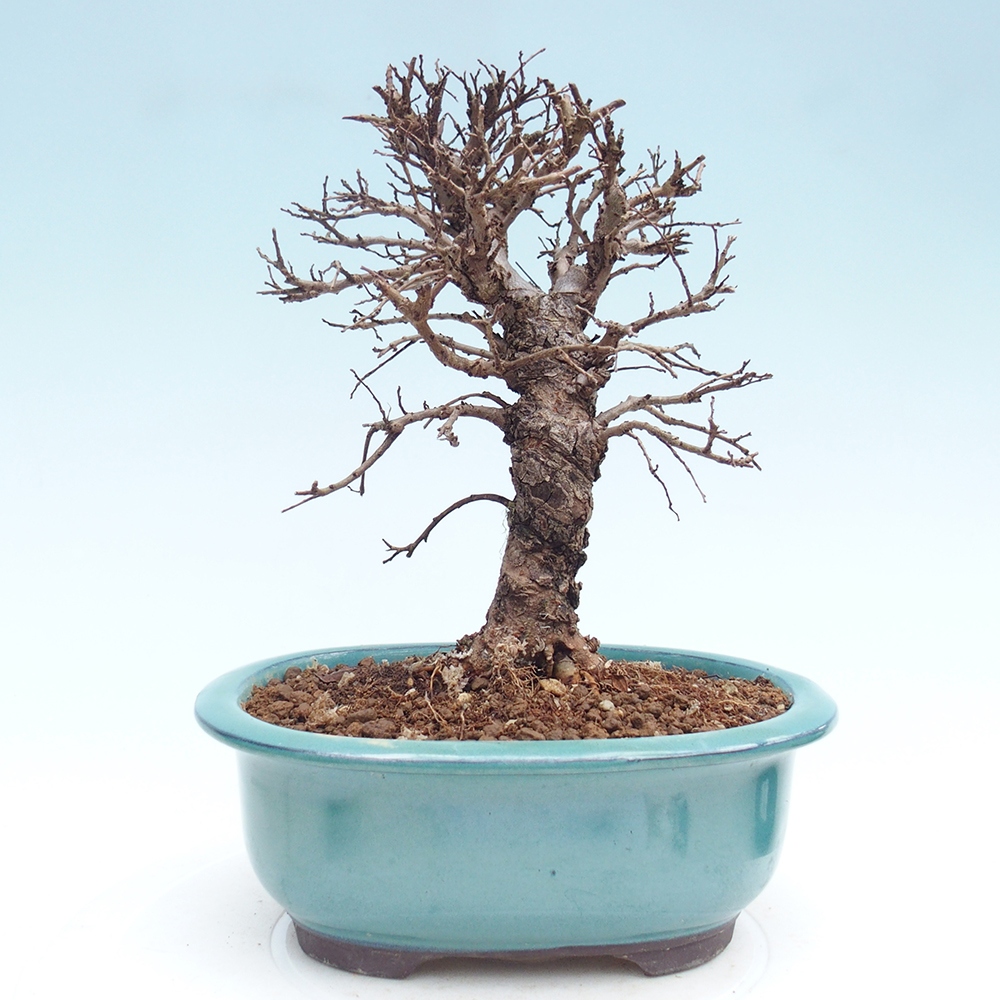 Bonsai voor buiten - Zelkova - Zelkova NIRE