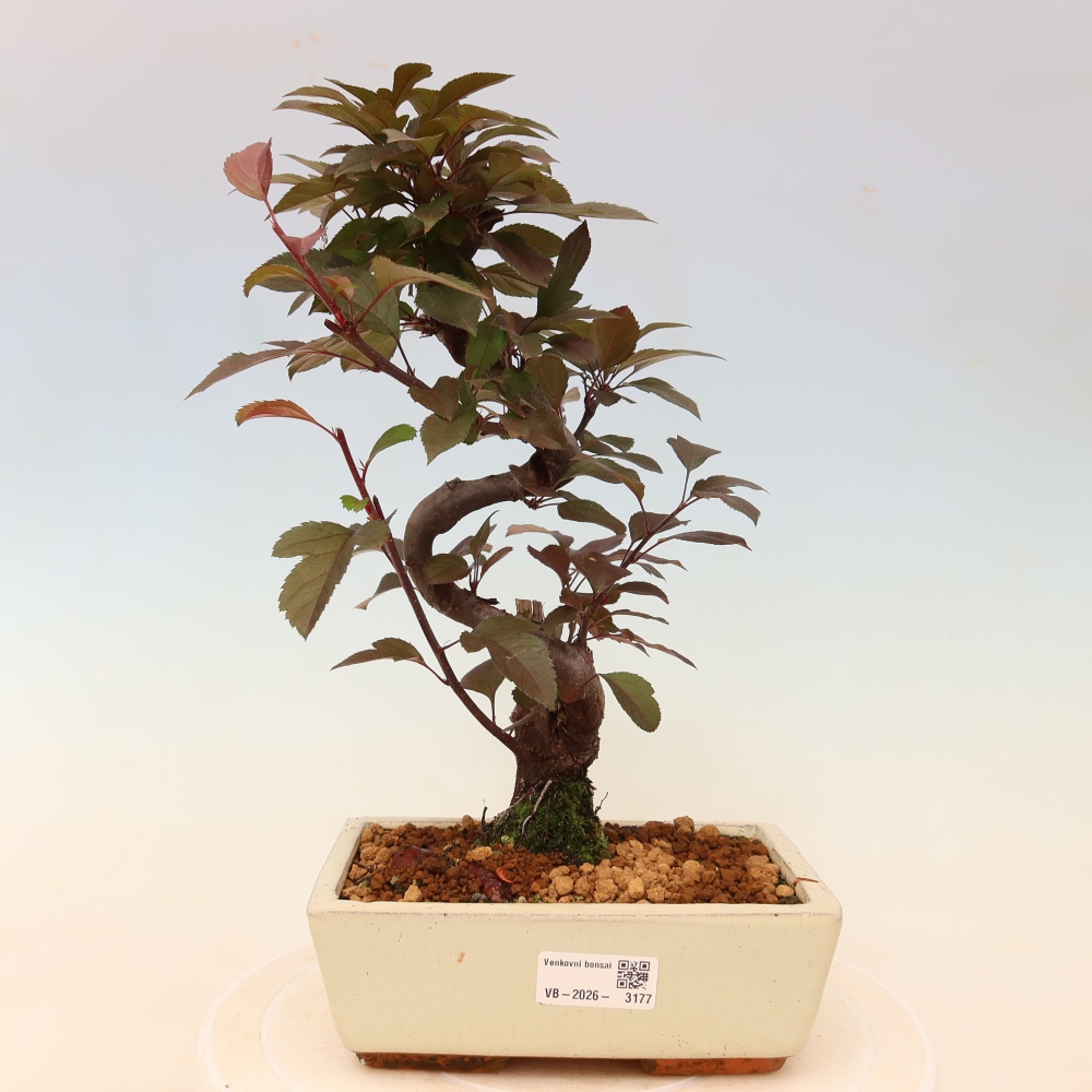 Bonsai voor buiten -Malus domestica - Roodbladige appelboom met kleine vruchten