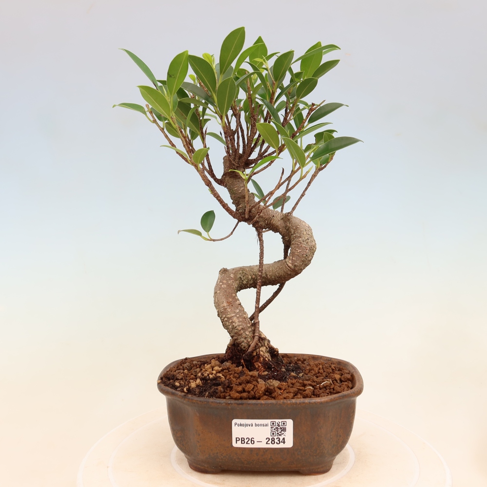 Kamerbonsai - Ficus kimmen - kleinbladige ficus