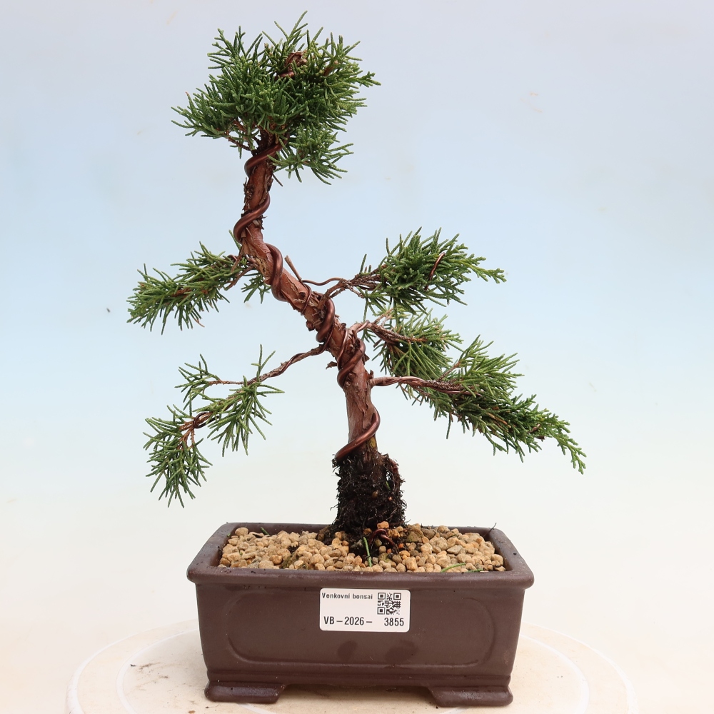 Bonsai voor buiten - Juniperus chinensis Kishu